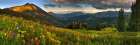 Colorado-Crested Butte-wildflowers Art Print